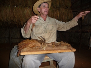 Kuba Tabak Tabakbauer in seinem Element