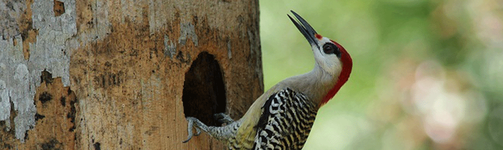 Birdwatching auf Kuba