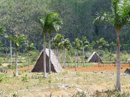 Tabakanbau im Vinalestal Republik Pinar del Rio