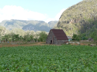 Kuba Reisen hier trocknen die Tabakblätter Kuba Tabak typischer Schuppen für die Tabakblätter-Trocknung (Vinales-Tal)