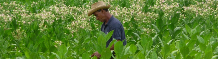 Kuba Reisen Tabakbauer auf seinem Feld im Vinales-Tall Kuba Tabakbauer auf seinem Feld im Vinales-Tal