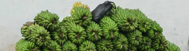Kuba Reisen diese Bananen warten auf den Abtransport Kuba Landwirtschaft Bananen